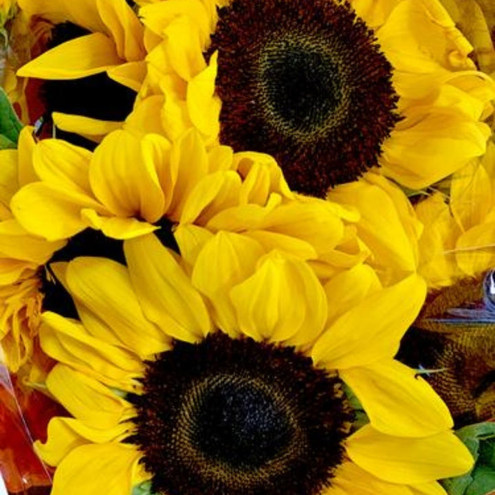 sunless tanner sunflower skincare plants only